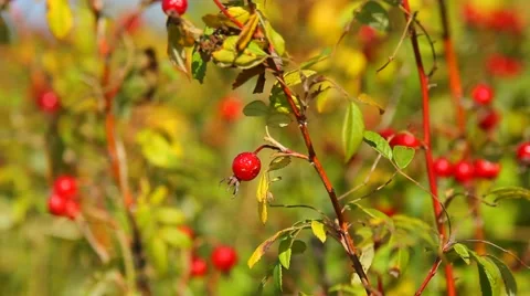 Ripe rosehips Stock Footage 55658029