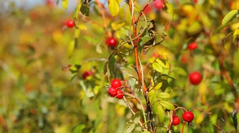 Ripe rosehips Stock Footage 55658059