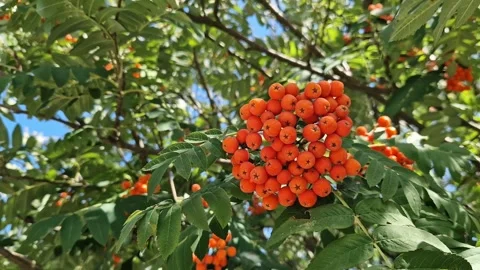 Ripe rowan berries on a background of green leaves Vídeos de archivo 345913945
