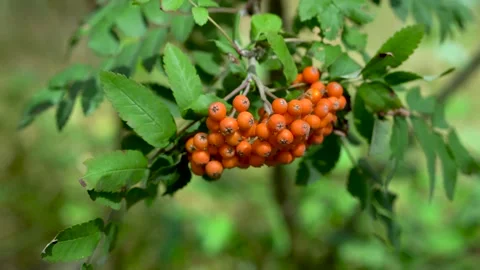 Ripe Rowan Berries Bunch on Tree Branch in Sunlight 库存影片 340469026