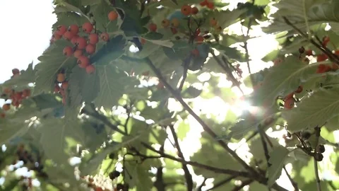 Ripe rowan berries on a green tree Stock-Footage 79752291