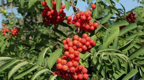 Ripe rowan berries hanging from tree Stock Footage 31855298