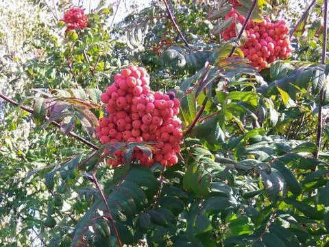 Ripe rowan berries 스톡 사진