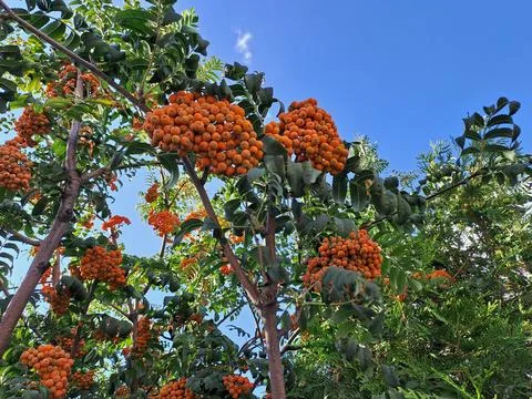 Ripe rowan Stock Photos
