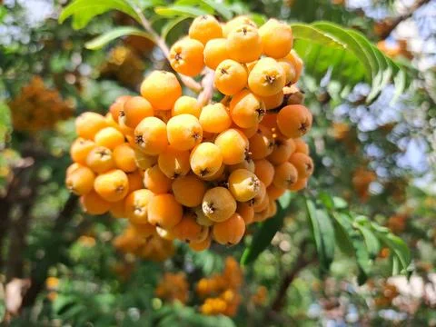 Ripe rowan Stock Photos
