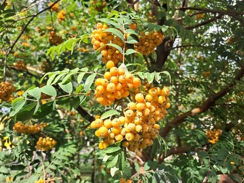 Ripe rowan Stock Photos