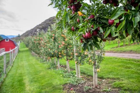 Ripe ruby-red apples among green leaves with farm field on blur background Stock Photos