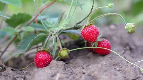 Ripe, ruby-red strawberries nestled among lush green foliage in a backyard Video stock 280218874