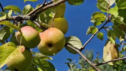 Ripe ruddy apples on tree branches in the garden under the blue sky Vídeos de archivo 344181841