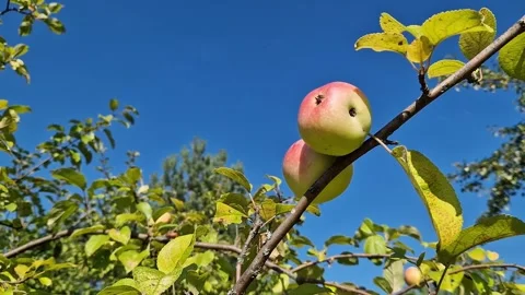 Ripe ruddy apples on tree branches in the garden under the blue sky Vídeo Stock 344181905