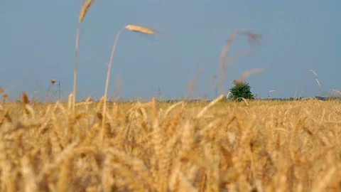 Ripe rye and tree Stock Footage 95433480