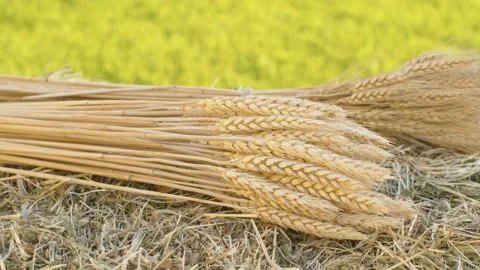 Ripe rye and wheat ears and fresh hay Stock Footage 141600930