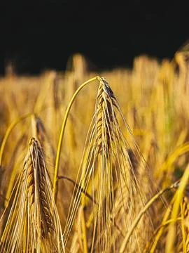 Ripe rye ear with dark background in evening light Stock Photos