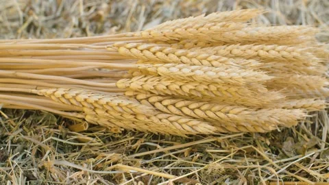Ripe rye ears and fresh hay Stock Footage 141601093