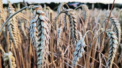 Ripe Rye Ears in Golden Field With Natural Summer Harvest Atmosphere Stock Footage 334736357