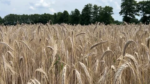 Ripe Rye Ears Moving in Wind Stock Footage 342605043