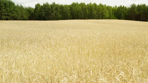 Ripe rye field grows near a green forest during the summer harvest season. Stock Footage 339362573