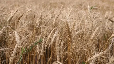Ripe rye Video stock 243991763