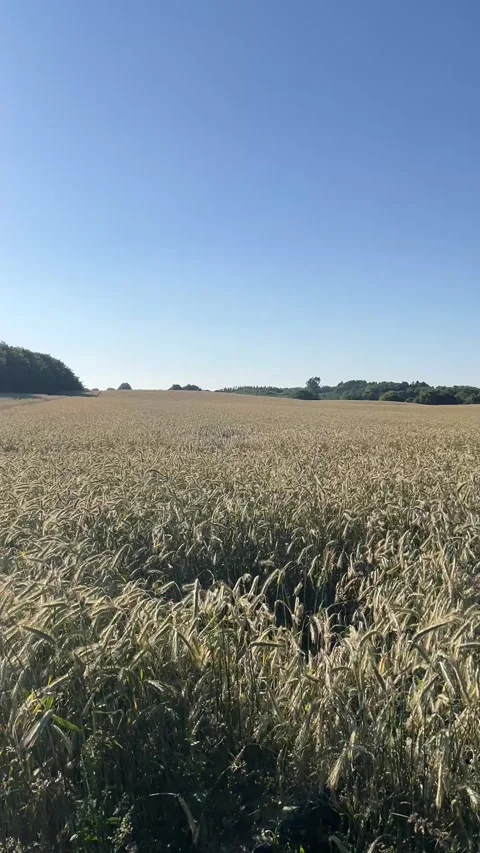 Ripe rye grain field extending to horizon under clear sunny sky in Denmark Stock Footage 341851316