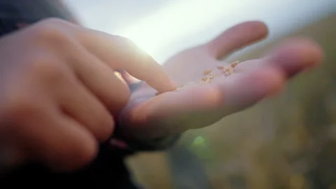 Ripe rye grains in hand of farmer or agronomist, count and dream of harvest. Stock Footage 341565857