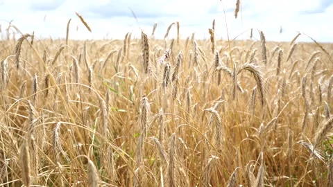 Ripe rye on a large field under the scorching sun Stock Footage 280007127