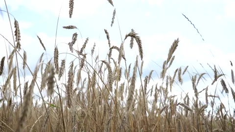 Ripe rye on a large field under the scorching sun Stock Footage 280007145