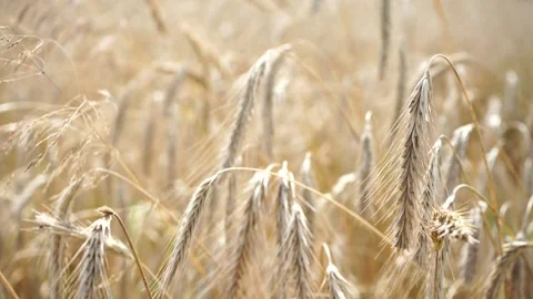 Ripe rye on a large field under the scorching sun Stock Footage 280007146