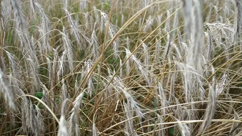 Ripe rye on a large field under the scorching sun Stock Footage 280007179