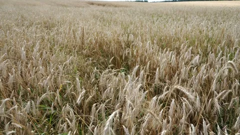 Ripe rye on a large field under the scorching sun Stock Footage 280007187
