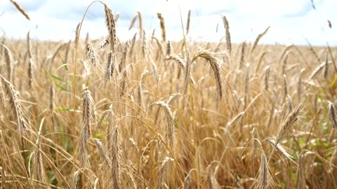 Ripe rye on a large field under the scorching sun Stock Footage 280007203