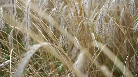 Ripe rye on a large field under the scorching sun Stock Footage 280007206