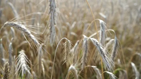 Ripe rye on a large field under the scorching sun Stock Footage 280007214