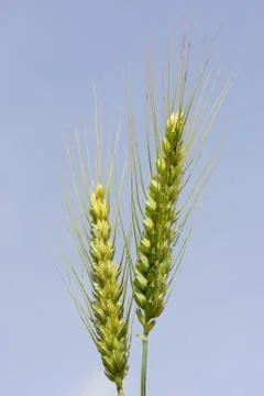 Ripe rye Stock Photos