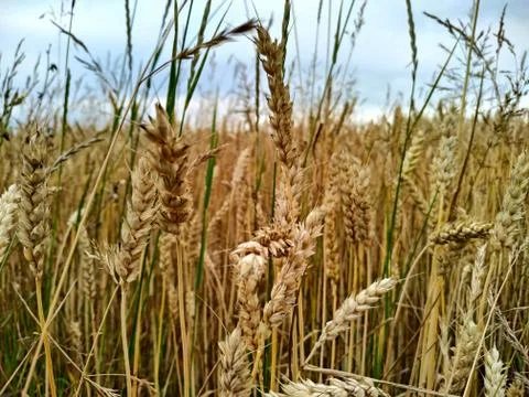 Ripe rye under a cloudy gray sky Stock Photos