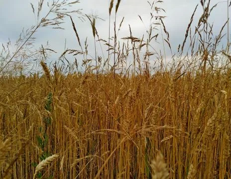 Ripe rye under a cloudy gray sky Stock Photos