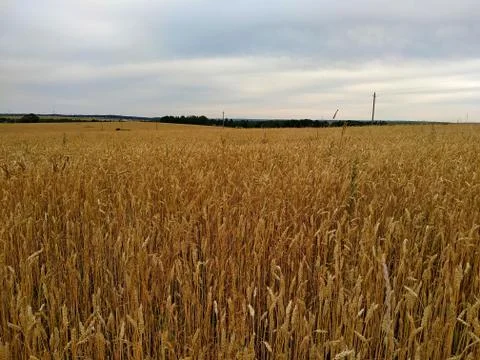 Ripe rye under a cloudy gray sky Stock Photos