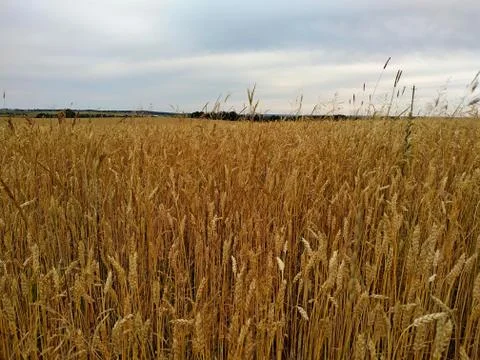Ripe rye under a cloudy gray sky Stock Photos