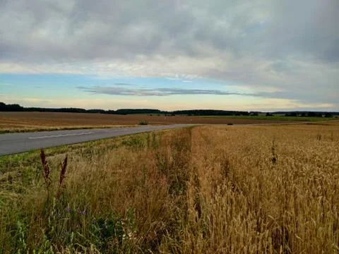 Ripe rye under a cloudy gray sky near asphalt road Stock Photos