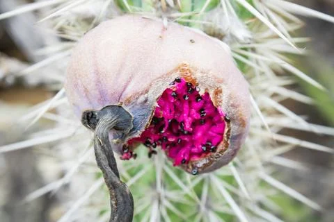 Ripe Saguaro Cactus Fruit Split Open, Revealing Bright Magenta Pulp Stock Photos