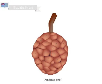Ripe Screw Pine, A Native Fruit in Tuvalu Stock Illustration