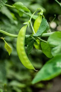 Ripe snap peas ready to be eaten. Stock Photos