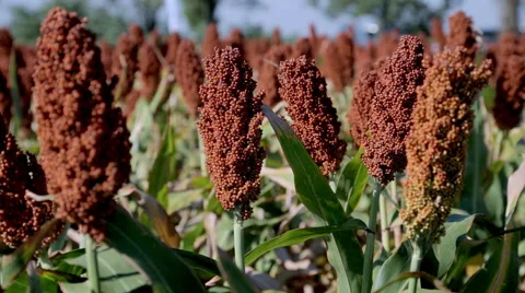 Ripe sorghum field 스톡 동영상 56941941