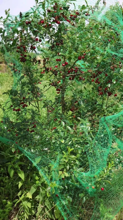 Ripe sour cherry tree covered with protective bird net Stock Footage 338278628