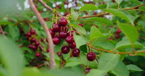 Ripe sour cherry on tree, ready for harvest. Close-up. Red berry on branch Stock Footage 205094628