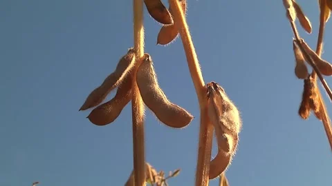 Ripe soybeans in the field during ripening Stock Footage