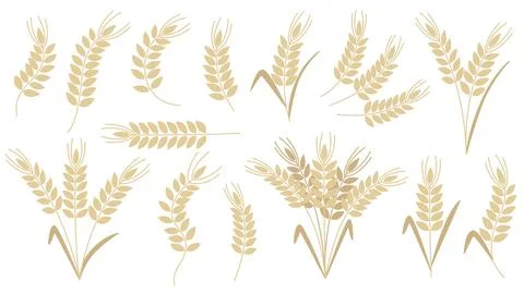 Ripe spikelet cereals set. Vector elements 스톡 일러스트