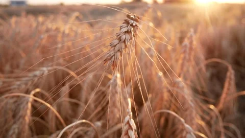 Ripe spikelet of wheat in a field in the rays of the setting sun Stock Footage 135631470