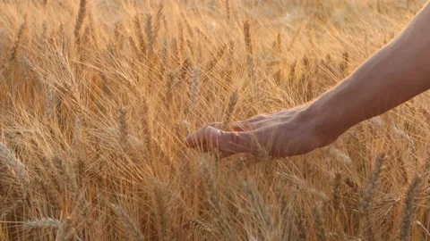 Ripe spikelets with beautiful sunrays. A farmer walks across a field ready Stock Footage 157267789
