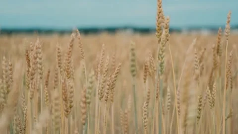 Ripe spikelets of wheat in a field at sunset. Wind Flutters the Ears of Wheat at Stock Footage 139877685