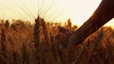 Ripe spikelets of wheat on a field at sunset with beautiful sunlight. Stock Footage 157267881